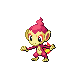 Chimchar