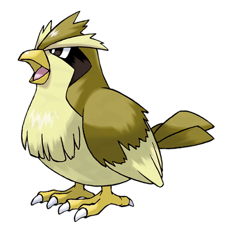 Pidgey