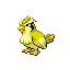Pidgey