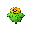 毽子花